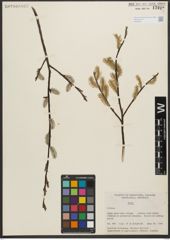 Foto von Salix L.